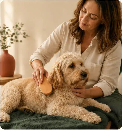 Pet parent brushing a relaxed dog's coat at home.